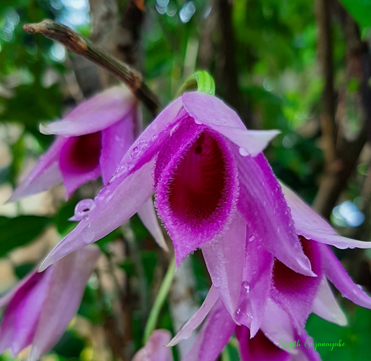 Dendrobium anosmum Lindl.